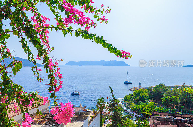 九重葛花与大自然- Kaş，土耳其